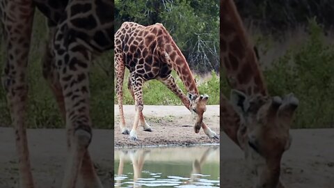 Our Close Encounter With A Drinking Giraffe!🤔#shorts #safari #travel #travelling