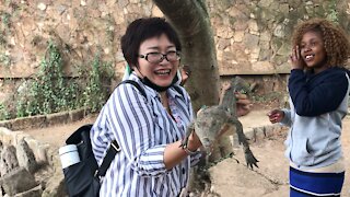 A Tourist Is Terrified of a Baby Crocodile at Nairobi Mamba Village in Karen Kenya
