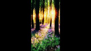 Relaxing Forest Ambience: Birds Singing and Piano Music • Link Below