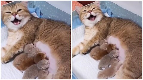 mother cat breastfeeding her kitten