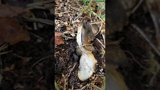 Beautiful Mushroom Alaska Mushroom Lover #mushrooms