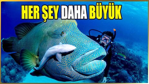 Suyun Altında Neden Her Şey Daha Büyük Ve Yakın Görünür? | Ses ve Işık Renklerin Soğurması Bölüm 20