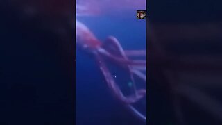 The Giant Squid Facts #shorts #interestingfacts #animals