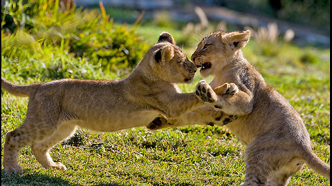 Cute lion cubs meet dad🥰