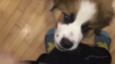 Cute little puppy doesn't like the sticky roller