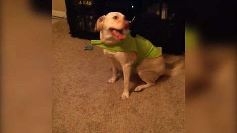 Labrador Gets Stuck With Annoying Halloween Costume