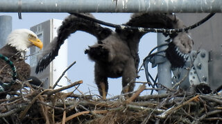 Eaglets Now Hugh at about 4 Weeks