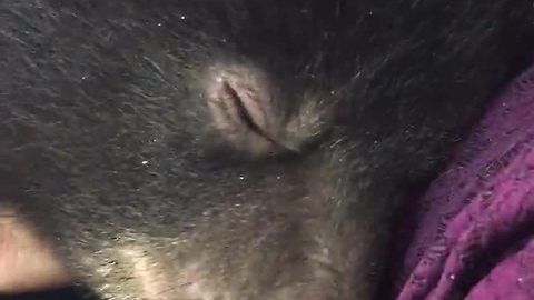 Check Out This Baby Bear Making Adorable Cuddling Noises