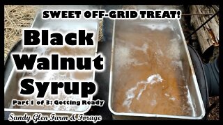 Sweet Off-Grid Treat: Black Walnut Syrup (part 1 of 3)