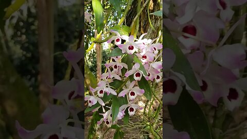 Orquídea Dendobrium Nobile, como cultivar e propagar