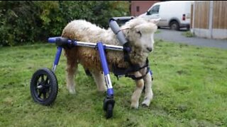 Baby lamb learns to walk again