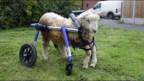 Baby lamb learns to walk again