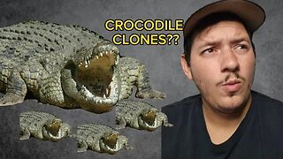 This Crocodile cloned herself??