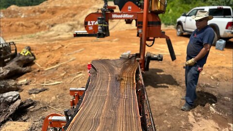 EPIC Walnut Log Left To Rot Had A Secret Under It's Bark, Black Gold!