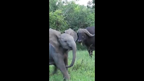 Buffalo Attack Baby Elephant