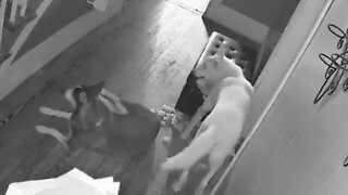 Guilty dog caught on security camera destroying furniture