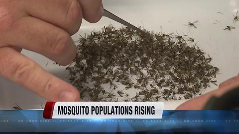Mosquito populations well above average thanks to extra water
