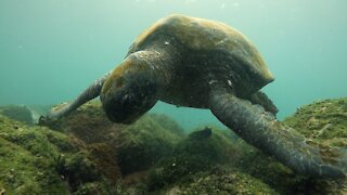 Professional diver captures stunning encounters with Galapagos green turtles
