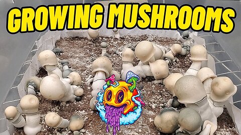 Growing Mushrooms In Unpasteurized Coco Coir