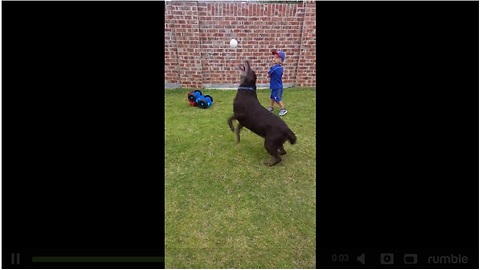 Playful Dog Intercepts Little Boy's Baseball Pitch