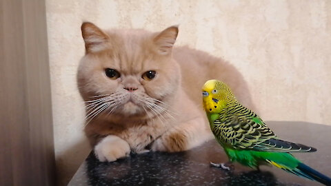 Кот и птица, милые животные #232