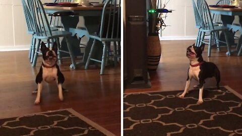 Confused pup has mind blown by indoor drone #Shorts