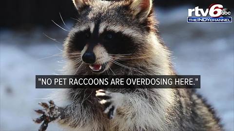 AUDIO: Pet raccoon, stoned on marijuana, brought to Indianapolis fire station