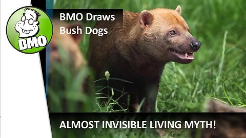 BMO Creative Crypto Video - Bush Dogs