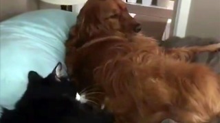 A happy Golden Retriever gets a massage from her kitty BFF