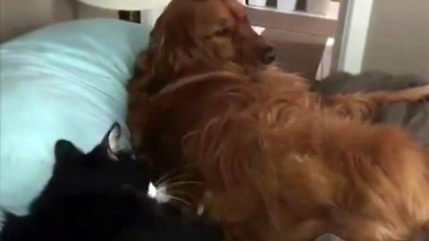 A happy Golden Retriever gets a massage from her kitty BFF
