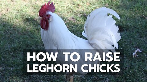 How to Raise Leghorn Chicks