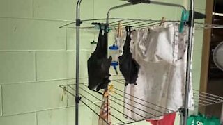 Baby bats hang from clothes line