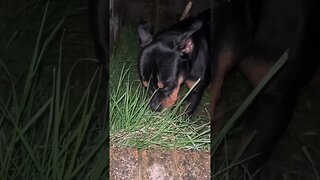 99.9% Cutest Rottweiler (must watch!) [4K] #shorts #short #viral #rottweiler #dog