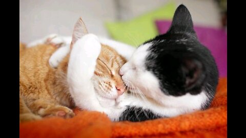 Two cats kissing and hugging each other