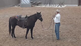 Starting Your Horse On Cattle-Working with Dozer (gelding) PPE