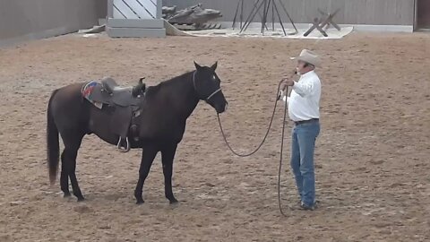 Starting Your Horse On Cattle-Working with Dozer (gelding) PPE