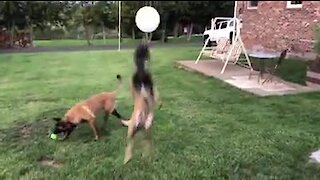 Cute pup plays with balloon