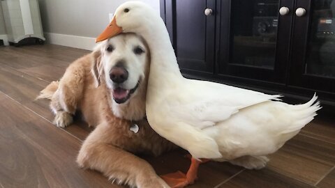 Dog And Duck Are Inseparable Best Friends