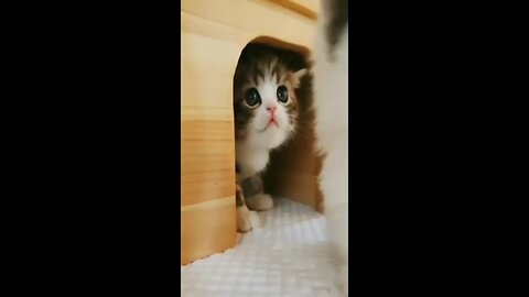 Funny 🤣 cats and dogs Video|Funny Kitten videos|Funny dog 🐕 Video