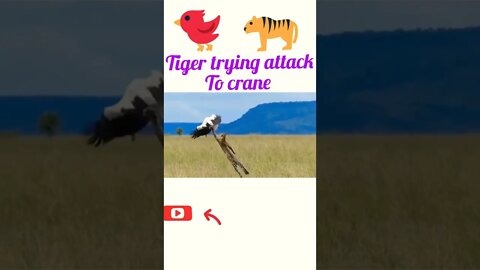 Tiger 🐆 trying to attack crane #shorts #shortsfeed #youtubeshorts