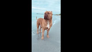 Massive Pit Bull enjoying the beach life 🦁🏝☀️