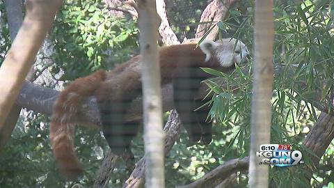 Red pandas to make debut at Reid Park Zoo