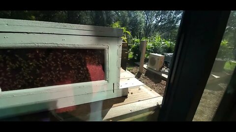 Inside Of A Bee Box