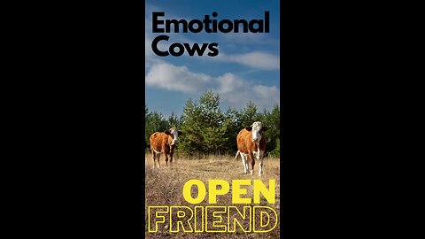 "Emotional Cows: The Bond of Best Friends"