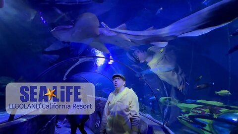 Sea Life Aquarium LEGOLAND
