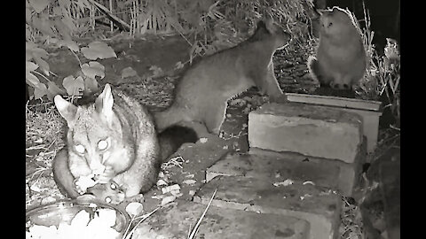 Miss Digby's friends; the Possum family and Kevin the tom-cat.