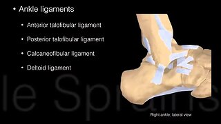 Ankle and Foot Structure and actions