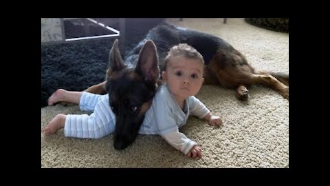 German Shepherd Protects Babies and Kids Compilation || The best Protection Dogs