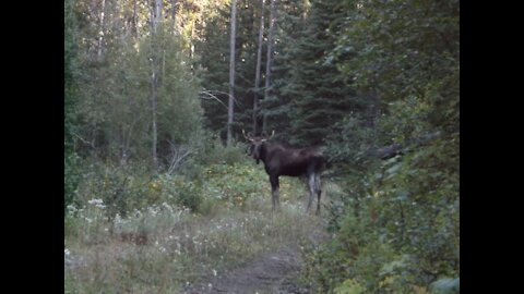 Wildlife captured on lens. Bear, moose, elk, deer, and even a toad