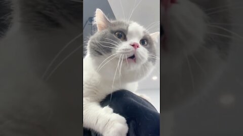 Cat Talking Like a Human for 5 Seconds!